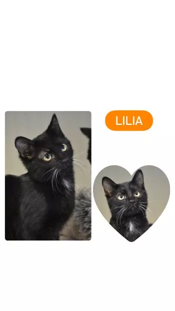 Lilia *Adoptée*