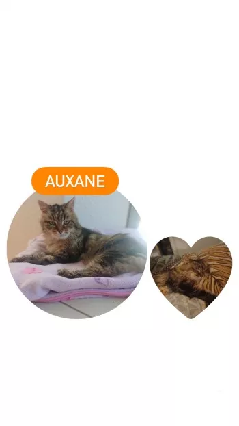 Auxane