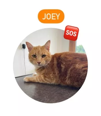 Joey