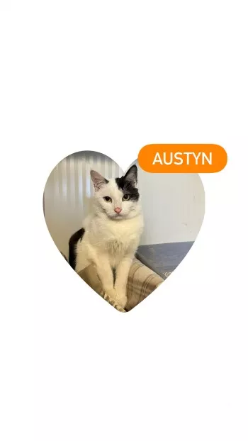 Austyn *Fa Vue D'adoption*