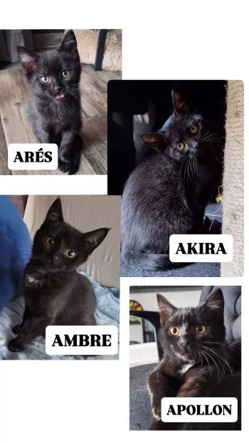 Arés *Réservé*, Ambre *Réservée*, Akira (Réservé), Apollon *Adopté*
