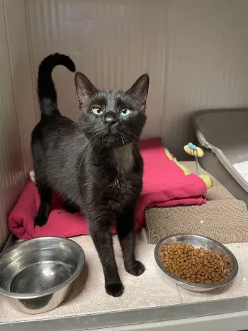Pita *Fa En Vue D'adoption*