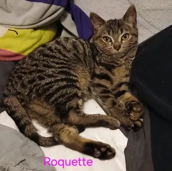 Roquette *Fa En Vue D’adoption*