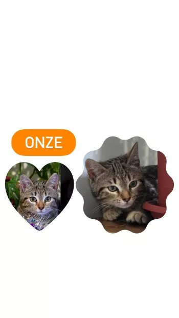 Onze *Réservé*