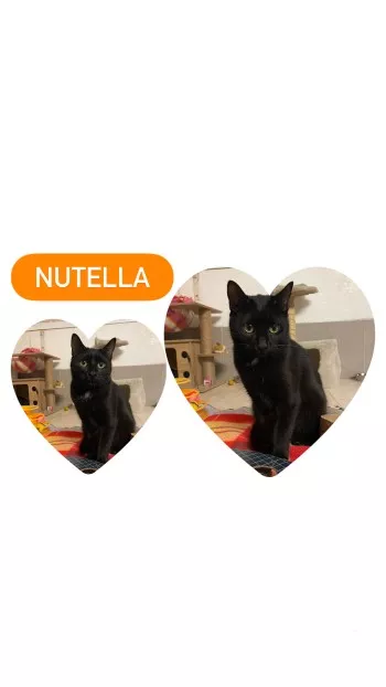 Nutella *Fa En Vue D’adoption*