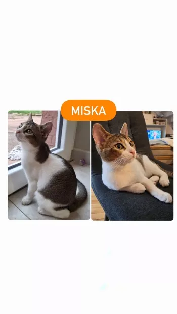 Miska (Fa En Vue D'adoption)