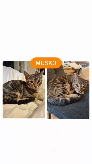 Musko (Fa En Vue D'adoption)