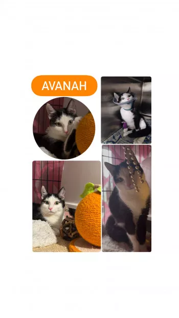 Avanah Fa En Vue D’adoption