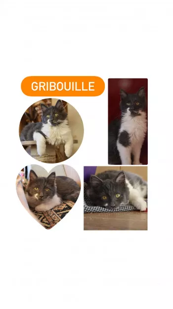 Gribouille