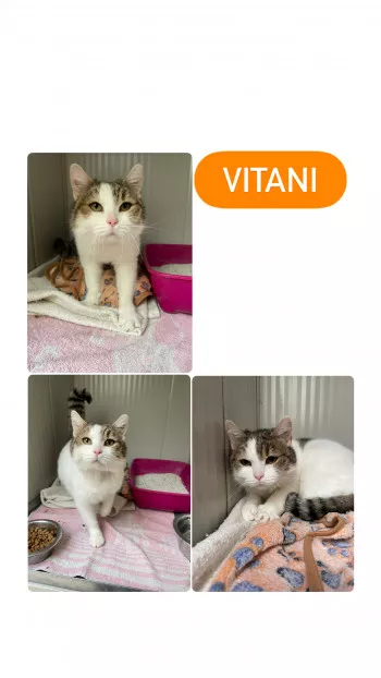 Vitani