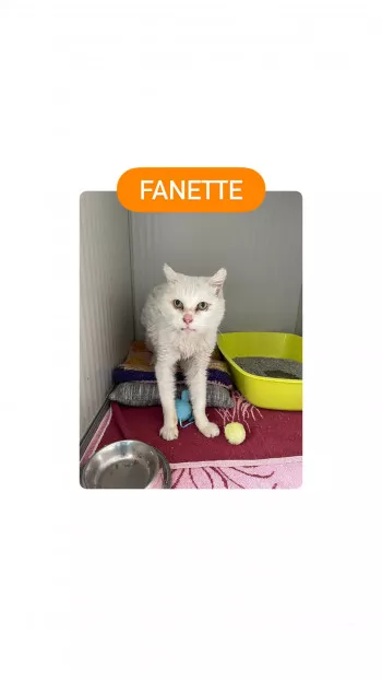 Fanette