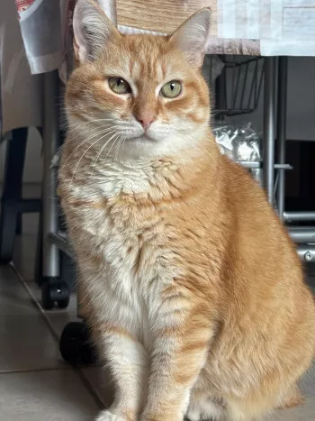 Quinou *Fa En Vue D'adoption*