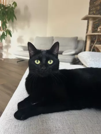 Neytiri *Fa En Vue D'adoption*