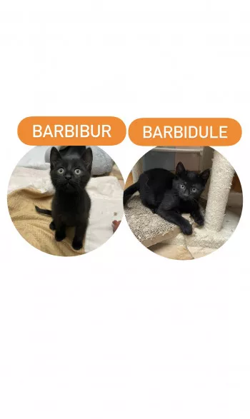 Barbidur Et Barbidule