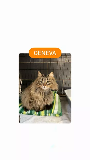 Geneva