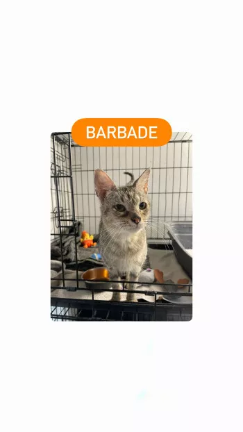 Barbade *Reserve*