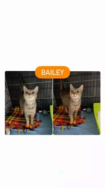 Bailey