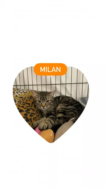 Milan *Reserve*