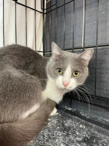 Colchique *Adoptée*