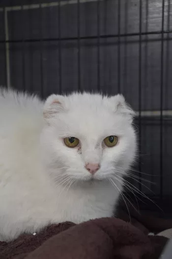 Poppy *Fa En Vue D’adoption*