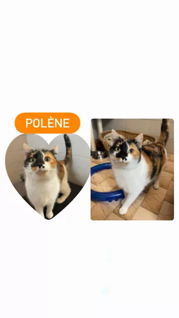 Polène