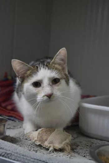 Elfy *Fa En Vue D’adoption*