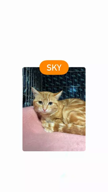 Sky