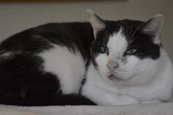 Florentin *Fa Vue D’adoption*