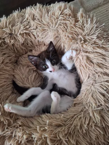 Bosco
