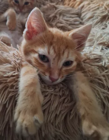 Bongo