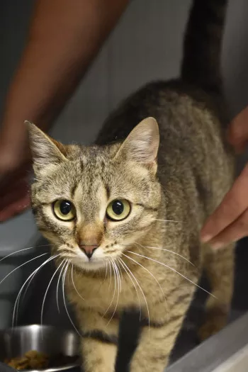 Bijoux