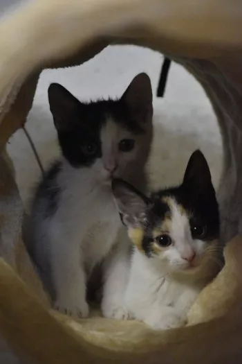 Chatons