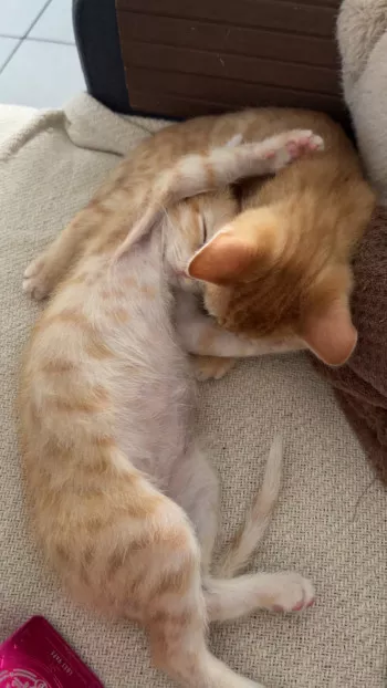 Ryo(Adopte) Et Zuko