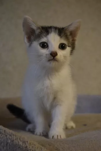 Nimbus(Reservé), Mokaï(Adoptée), Azuki Et Yonka(Reservé)
