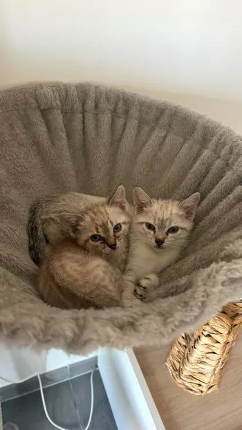 Luna Et Nova
