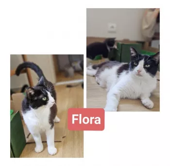 Flora