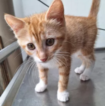 Titi