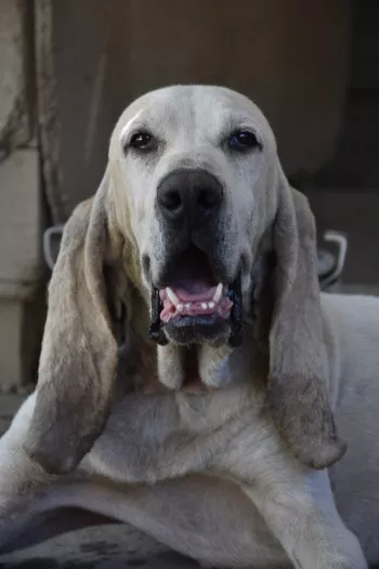 Nikita