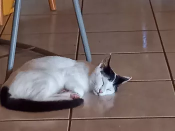 Milo