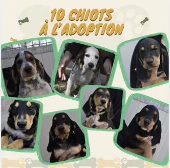 Chiots