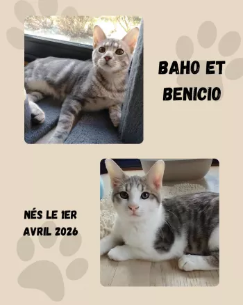 Baho Et Benicio